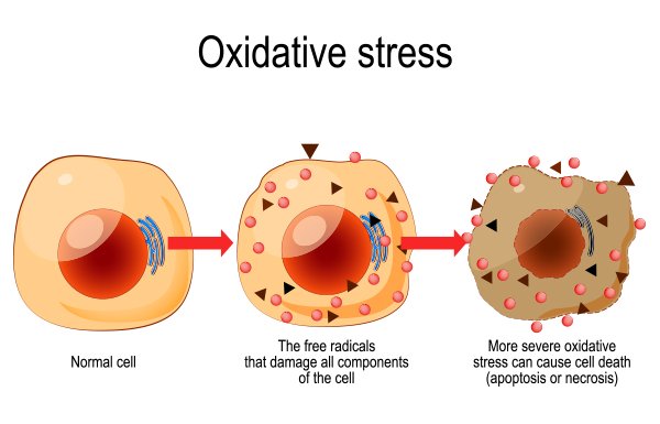 What is Oxidative Stress and How to Analyze it