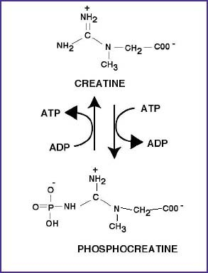 The biochemical process of converting phosphocreatine to creatine